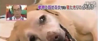 要讓人類聽懂動物的語言，AI還需克服哪些難題？