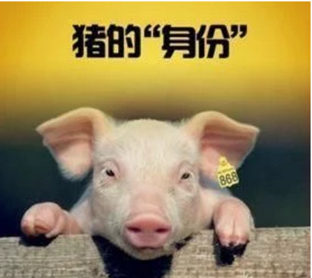 智能化養(yǎng)豬系統(tǒng)，現(xiàn)代化農業(yè)發(fā)展之路