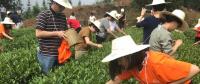 這片北緯30°的優(yōu)質(zhì)茶園，探索了產(chǎn)業(yè)扶貧擁抱“互聯(lián)網(wǎng)+“新路