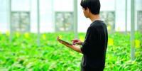 “互聯(lián)網(wǎng)+農(nóng)業(yè)”帶動(dòng)更多農(nóng)產(chǎn)品出村